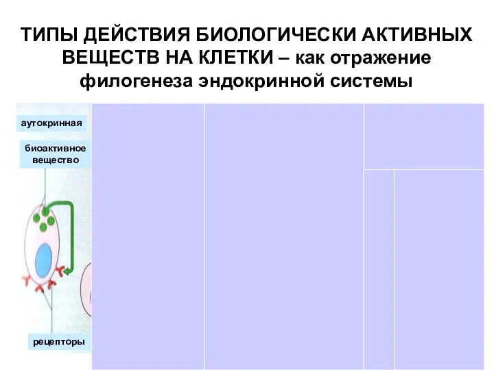 аутокринная паракринная эндокринная биоактивное вещество биоактивное вещество ГОРМОН капилляр КЛЕТКИ- МИШЕНИ нейроэндокринная