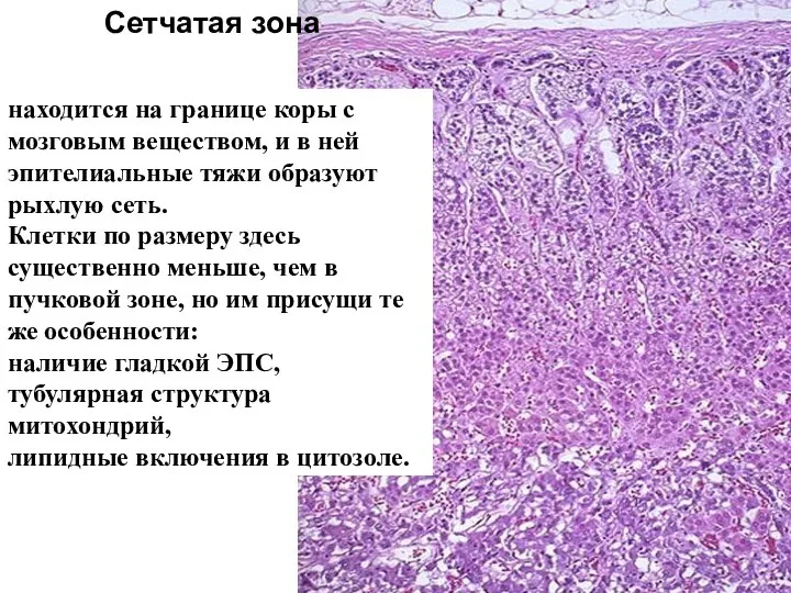 Сетчатая зона находится на границе коры с мозговым веществом, и в ней