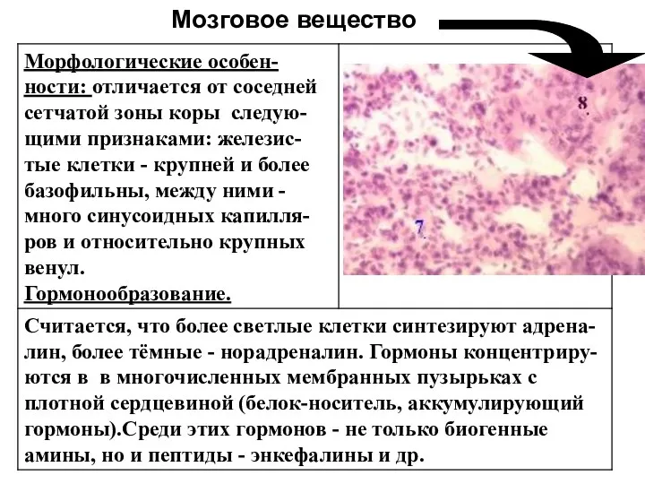 Мозговое вещество