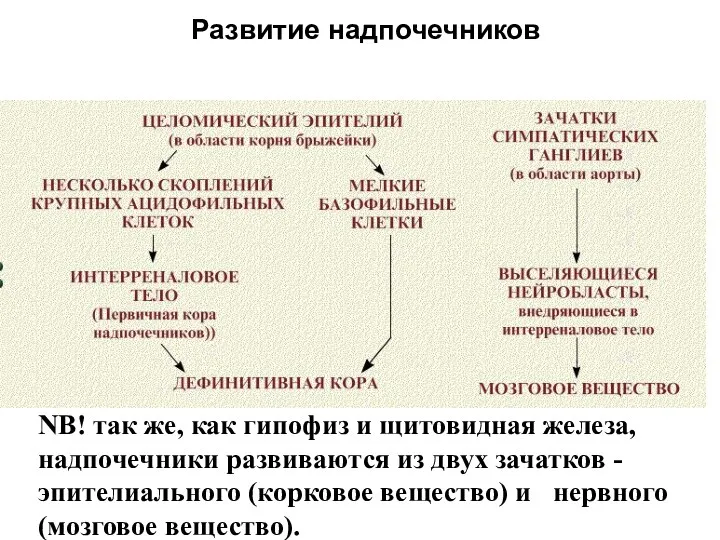 NB! так же, как гипофиз и щитовидная железа, надпочечники развиваются из двух