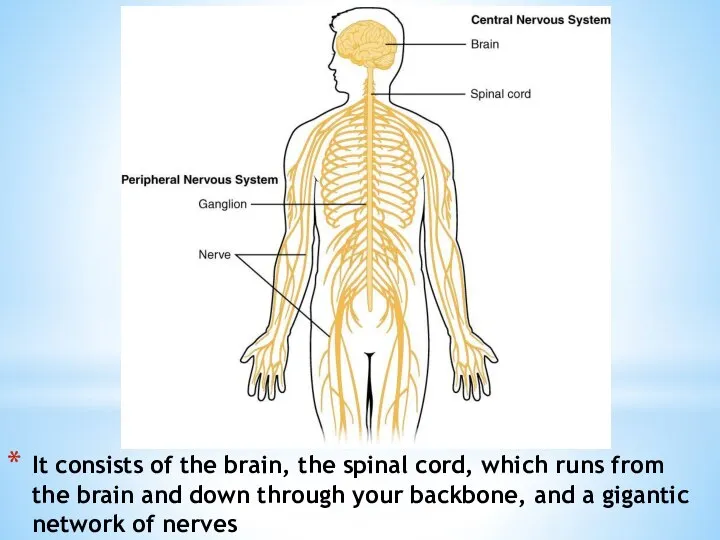 It consists of the brain, the spinal cord, which runs from the