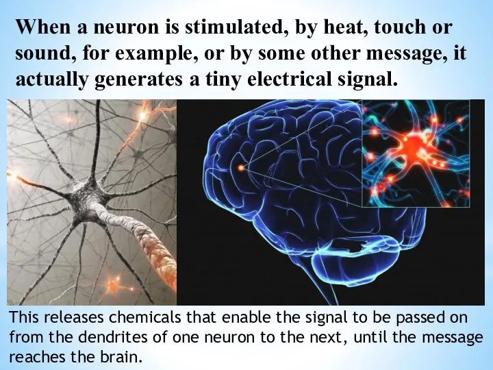 When a neuron is stimulated, by heat, touch or sound, for example,