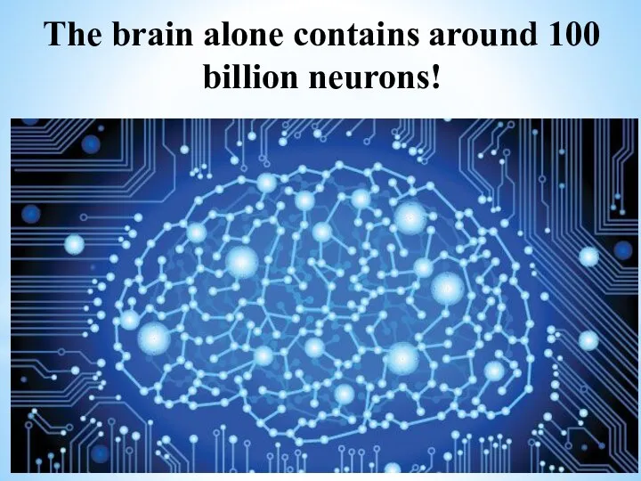 The brain alone contains around 100 billion neurons!