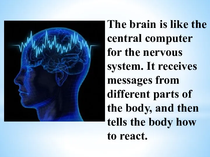 The brain is like the central computer for the nervous system. It