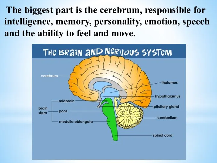 The biggest part is the cerebrum, responsible for intelligence, memory, personality, emotion,