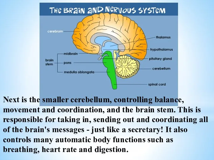 Next is the smaller cerebellum, controlling balance, movement and coordination, and the