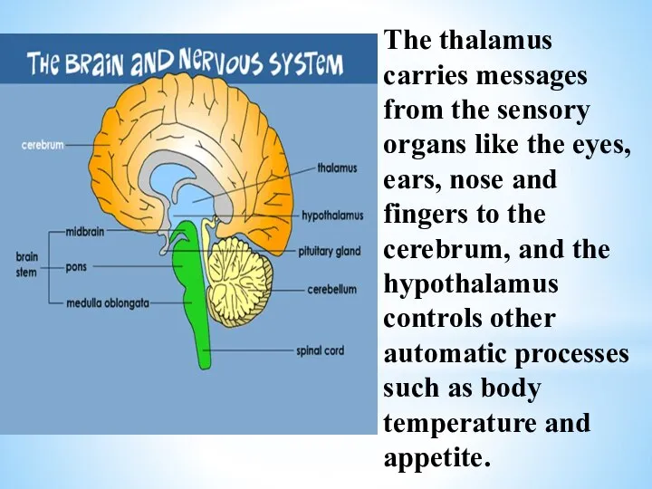 The thalamus carries messages from the sensory organs like the eyes, ears,