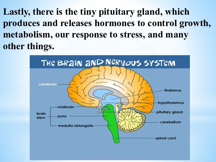 Lastly, there is the tiny pituitary gland, which produces and releases hormones