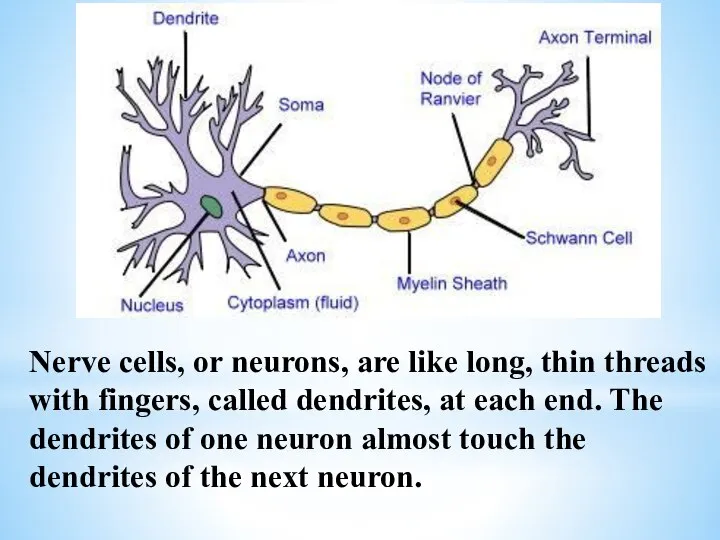 Nerve cells, or neurons, are like long, thin threads with fingers, called