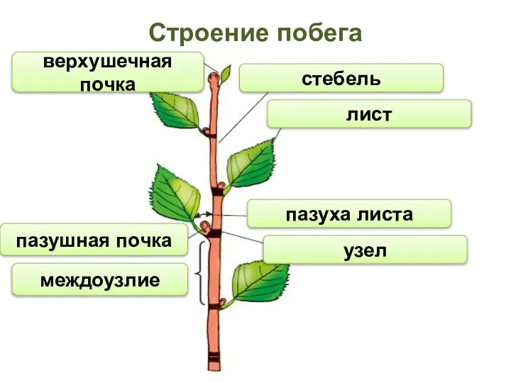 узел пазуха листа междоузлие лист стебель верхушечная почка Строение побега пазушная почка