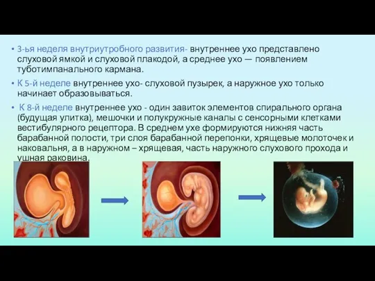 3-ья неделя внутриутробного развития- внутреннее ухо представлено слуховой ямкой и слухо­вой плакодой,