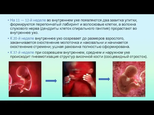 На 11 — 12-й неделе во внутреннем ухе появляются два завитка улитки,