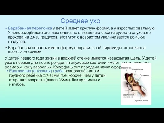 Среднее ухо Барабанная перепонка у детей имеет круглую форму, а у взрослых