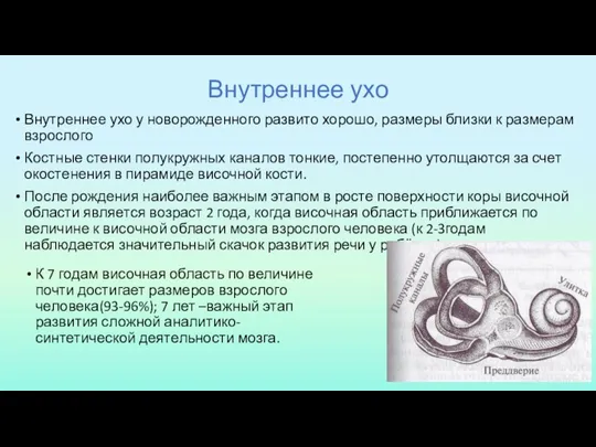 Внутреннее ухо Внутреннее ухо у новорожденного развито хорошо, размеры близки к размерам