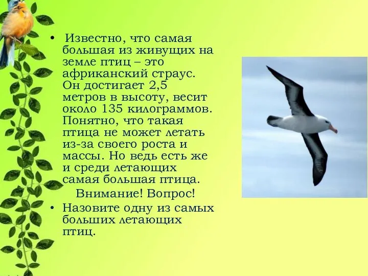 Известно, что самая большая из живущих на земле птиц – это африканский