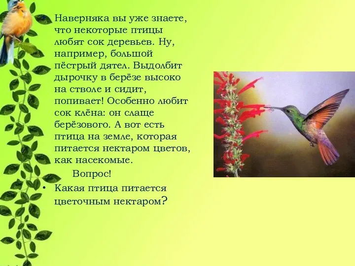 Наверняка вы уже знаете, что некоторые птицы любят сок деревьев. Ну, например,