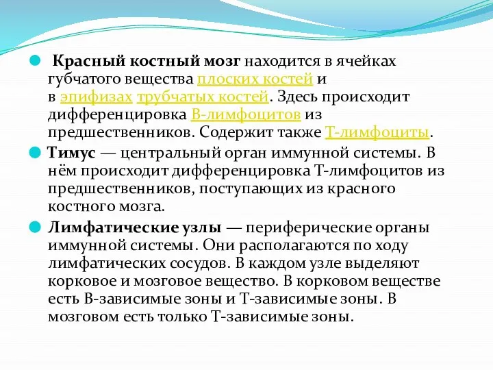 Красный костный мозг находится в ячейках губчатого вещества плоских костей и в