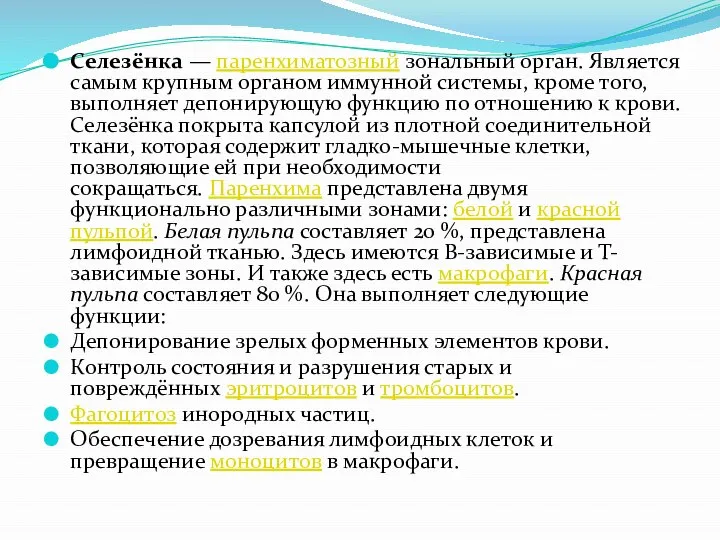 Селезёнка — паренхиматозный зональный орган. Является самым крупным органом иммунной системы, кроме