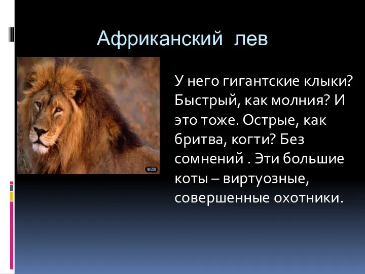 Африканский лев У него гигантские клыки? Быстрый, как молния? И это тоже.