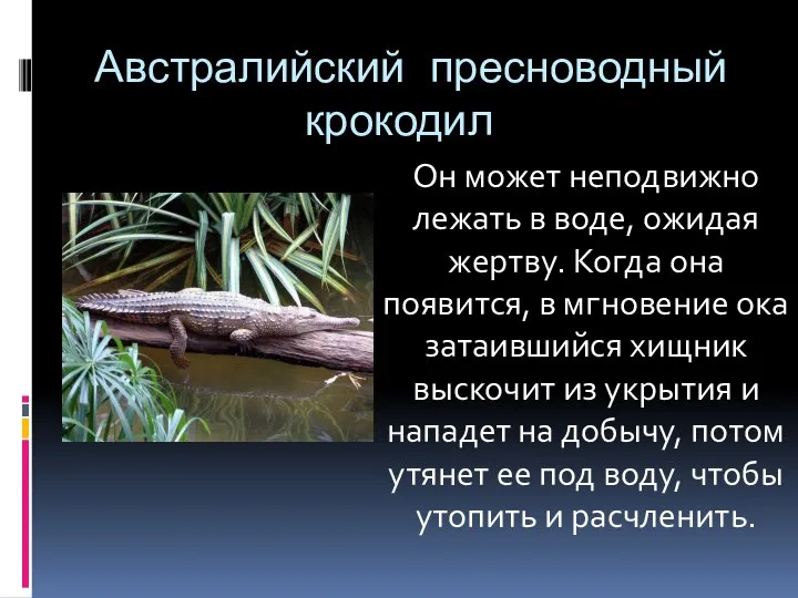 Австралийский пресноводный крокодил Он может неподвижно лежать в воде, ожидая жертву. Когда