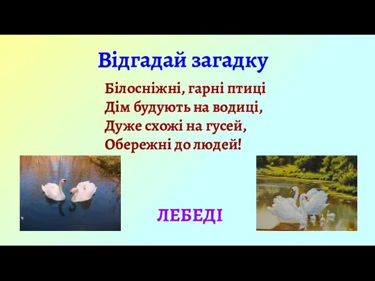 Відгадай загадку Білосніжні, гарні птиці Дім будують на водиці, Дуже схожі на