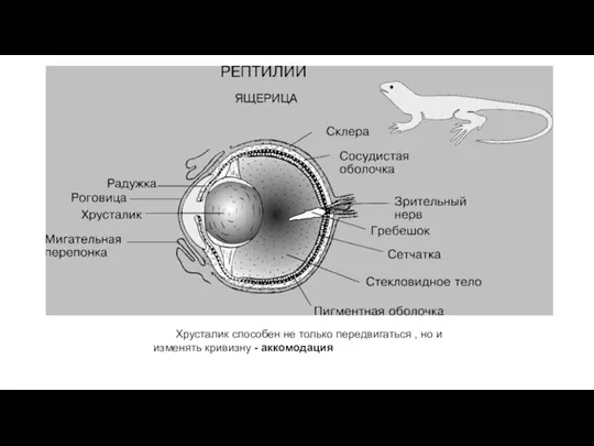 Хрусталик способен не только передвигаться , но и изменять кривизну - аккомодация