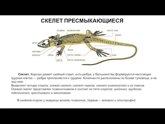 СКЕЛЕТ ПРЕСМЫКАЮЩИЕСЯ Скелет. Хорошо развит шейный отдел, есть ребра, у большинства формируется