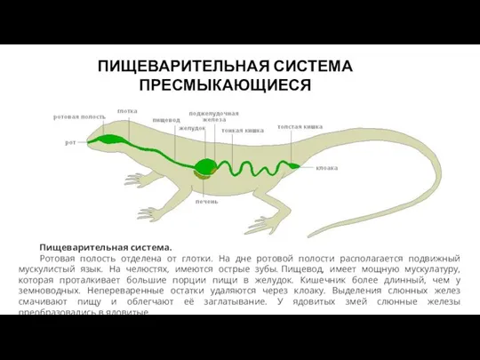 ПИЩЕВАРИТЕЛЬНАЯ СИСТЕМА ПРЕСМЫКАЮЩИЕСЯ Пищеварительная система. Ротовая полость отделена от глотки. На дне