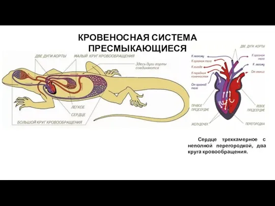 КРОВЕНОСНАЯ СИСТЕМА ПРЕСМЫКАЮЩИЕСЯ Сердце трехкамерное с неполной перегородкой, два круга кровообращения.