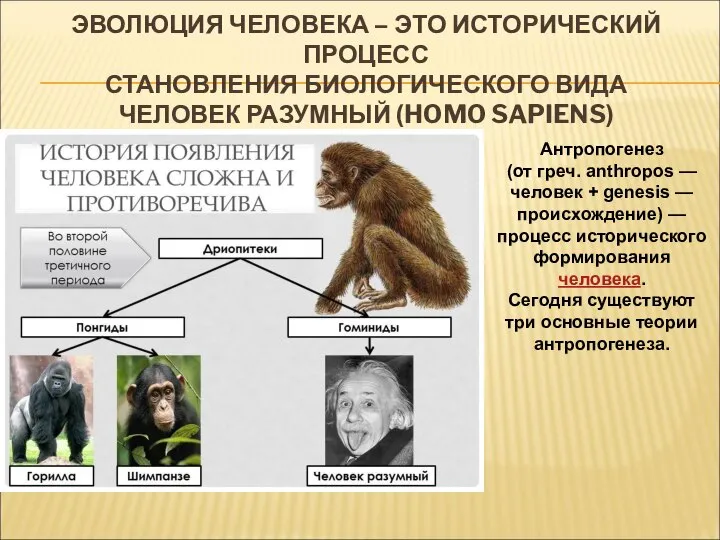 ЭВОЛЮЦИЯ ЧЕЛОВЕКА – ЭТО ИСТОРИЧЕСКИЙ ПРОЦЕСС СТАНОВЛЕНИЯ БИОЛОГИЧЕСКОГО ВИДА ЧЕЛОВЕК РАЗУМНЫЙ (HOMO