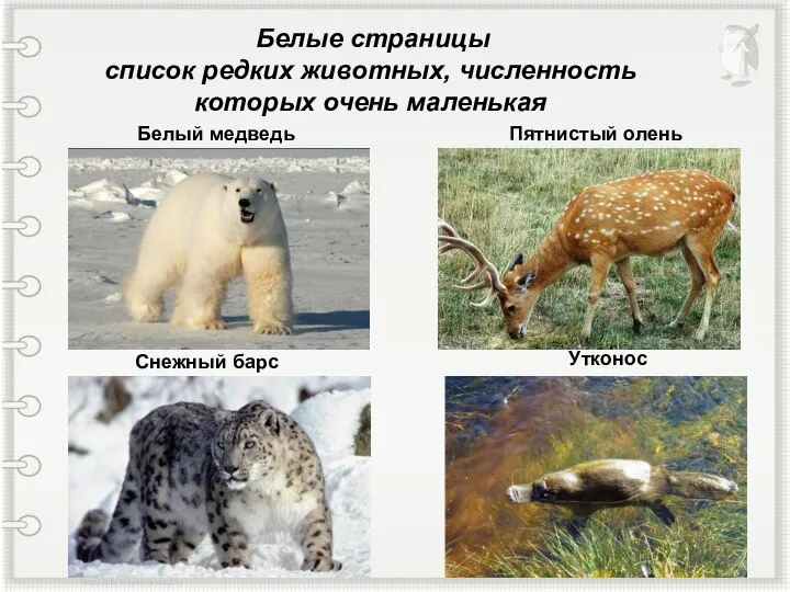 Белые страницы список редких животных, численность которых очень маленькая Белый медведь Утконос Снежный барс Пятнистый олень
