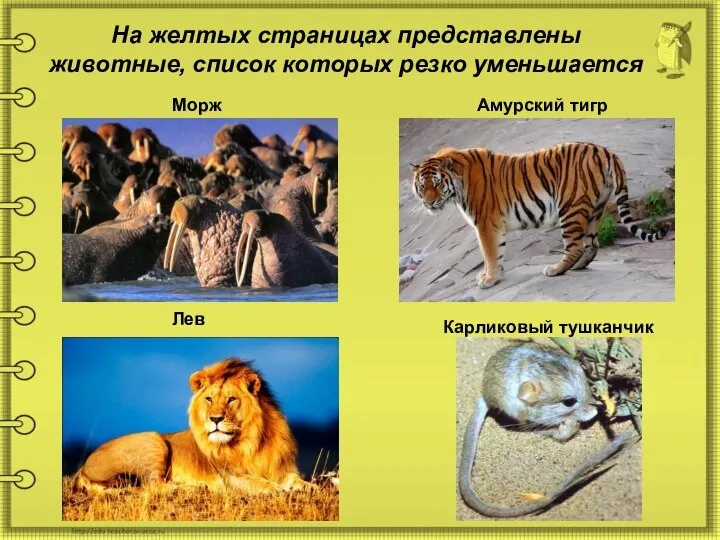 На желтых страницах представлены животные, список которых резко уменьшается Морж Карликовый тушканчик Лев Амурский тигр