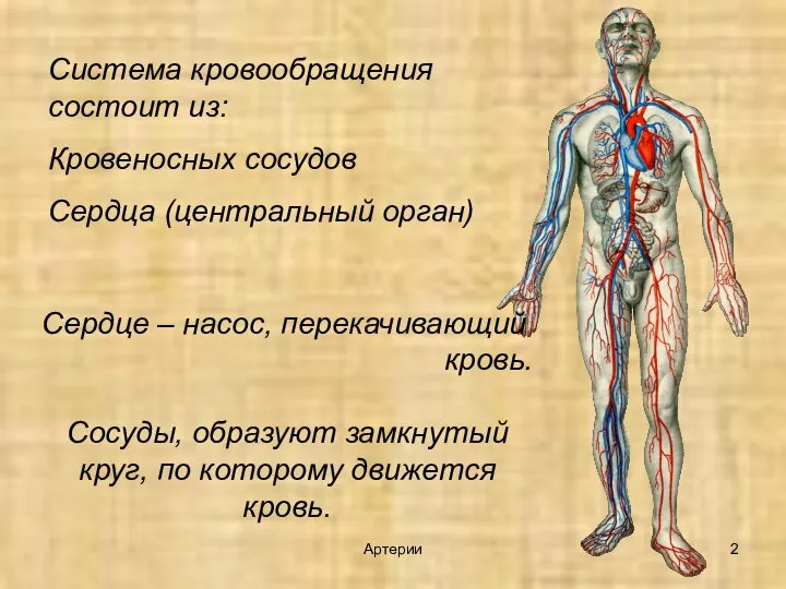 Система кровообращения состоит из: Кровеносных сосудов Сердца (центральный орган) Сердце – насос,