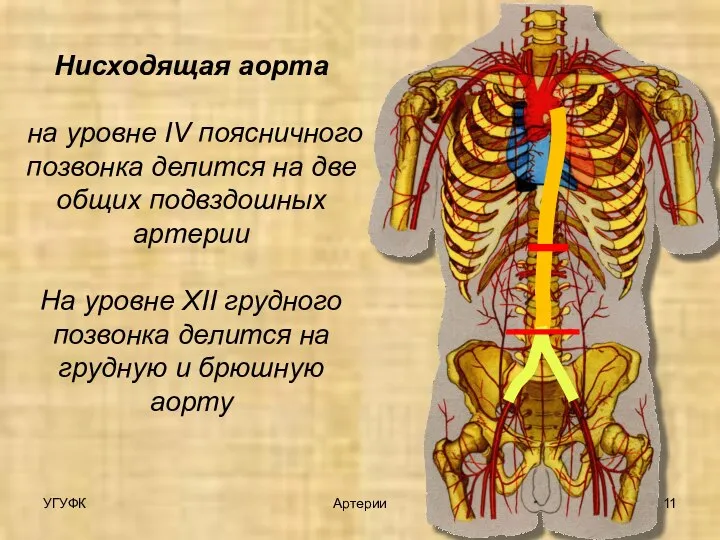 УГУФК Артерии Нисходящая аорта на уровне IV поясничного позвонка делится на две