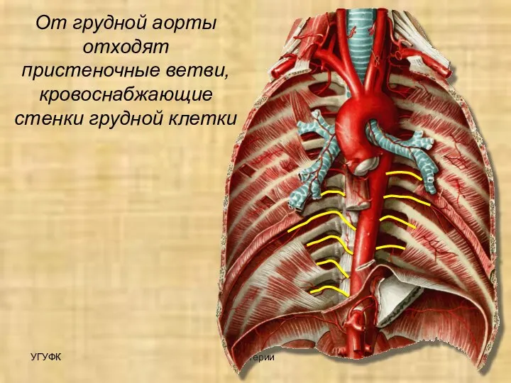 УГУФК Артерии От грудной аорты отходят пристеночные ветви, кровоснабжающие стенки грудной клетки