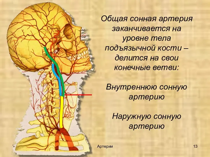Общая сонная артерия заканчивается на уровне тела подъязычной кости – делится на