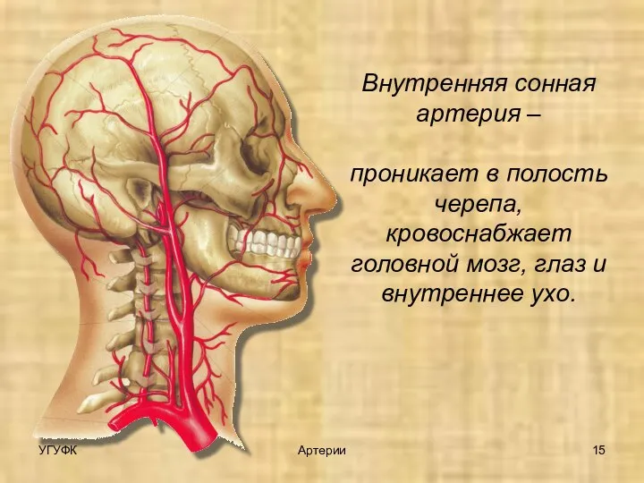 Внутренняя сонная артерия – проникает в полость черепа, кровоснабжает головной мозг, глаз