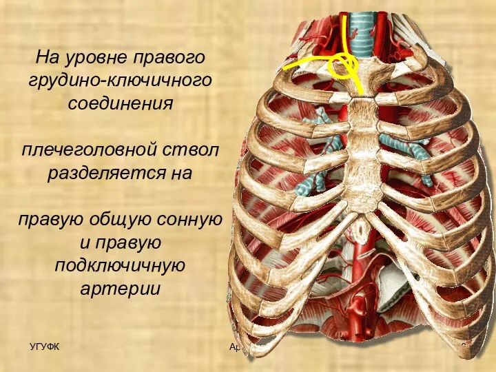 УГУФК Артерии На уровне правого грудино-ключичного соединения плечеголовной ствол разделяется на правую