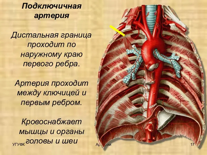 УГУФК Артерии Подключичная артерия Дистальная граница проходит по наружному краю первого ребра.