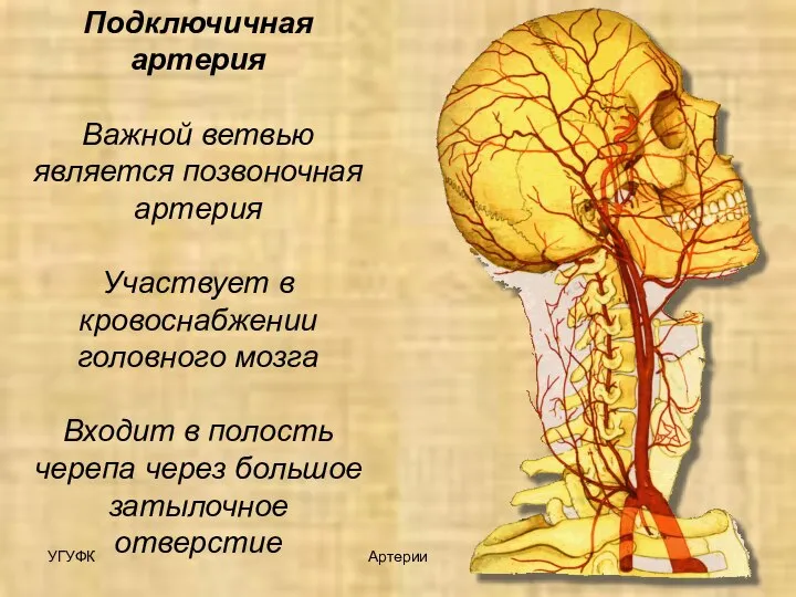 УГУФК Артерии Подключичная артерия Важной ветвью является позвоночная артерия Участвует в кровоснабжении
