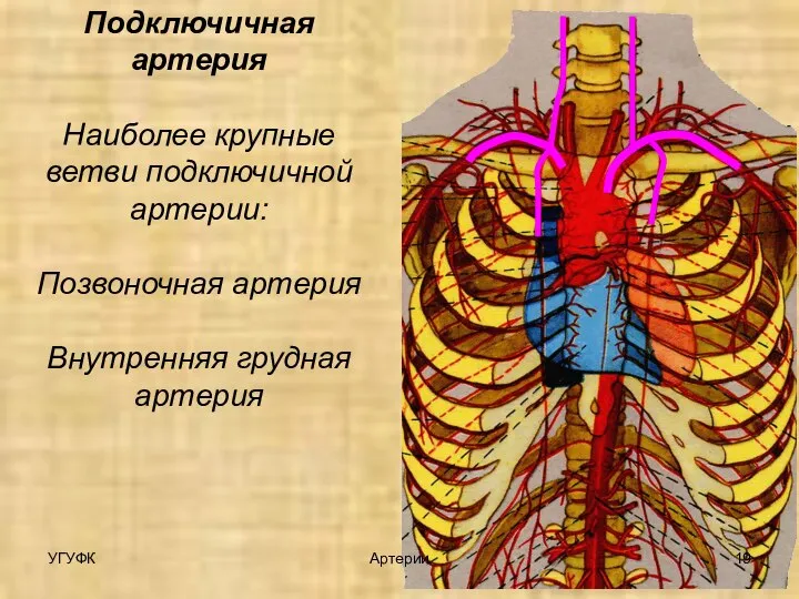 Подключичная артерия Наиболее крупные ветви подключичной артерии: Позвоночная артерия Внутренняя грудная артерия УГУФК Артерии