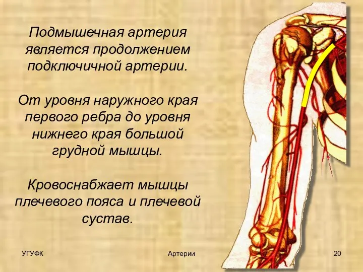 Подмышечная артерия является продолжением подключичной артерии. От уровня наружного края первого ребра
