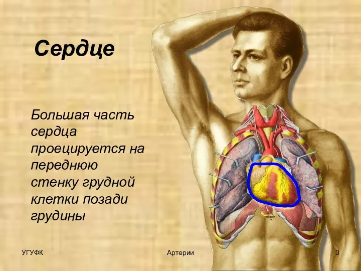 Большая часть сердца проецируется на переднюю стенку грудной клетки позади грудины Сердце УГУФК Артерии