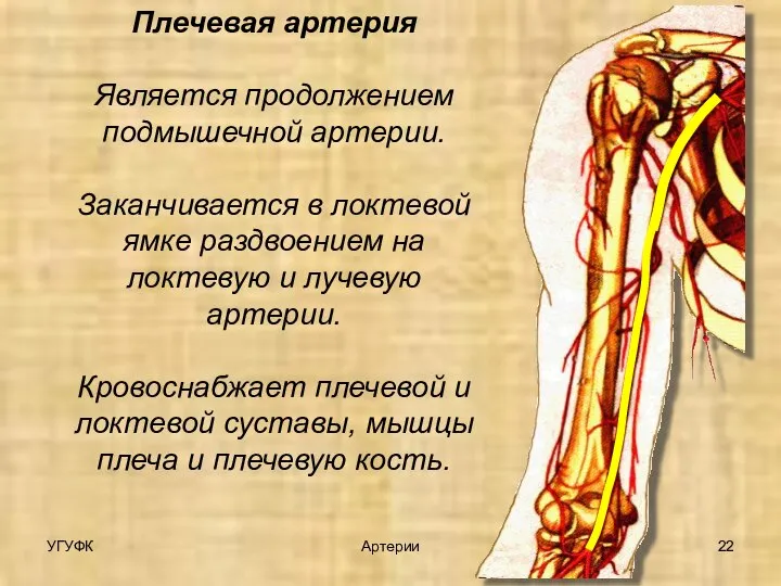 Плечевая артерия Является продолжением подмышечной артерии. Заканчивается в локтевой ямке раздвоением на