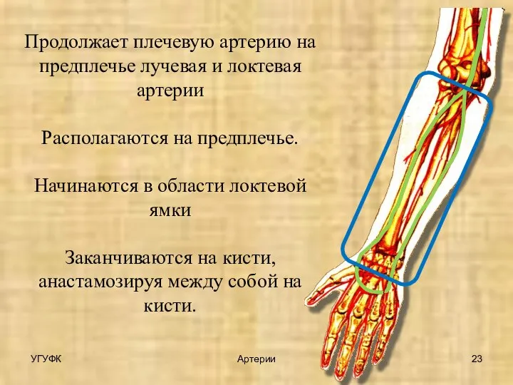 Продолжает плечевую артерию на предплечье лучевая и локтевая артерии Располагаются на предплечье.