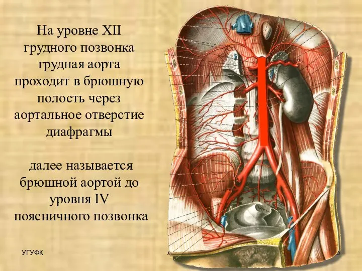 УГУФК Артерии На уровне XII грудного позвонка грудная аорта проходит в брюшную
