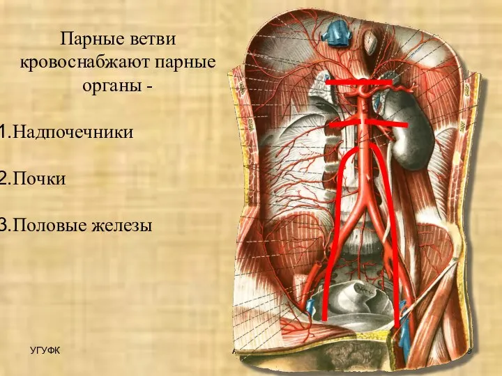 УГУФК Артерии Парные ветви кровоснабжают парные органы - Надпочечники Почки Половые железы