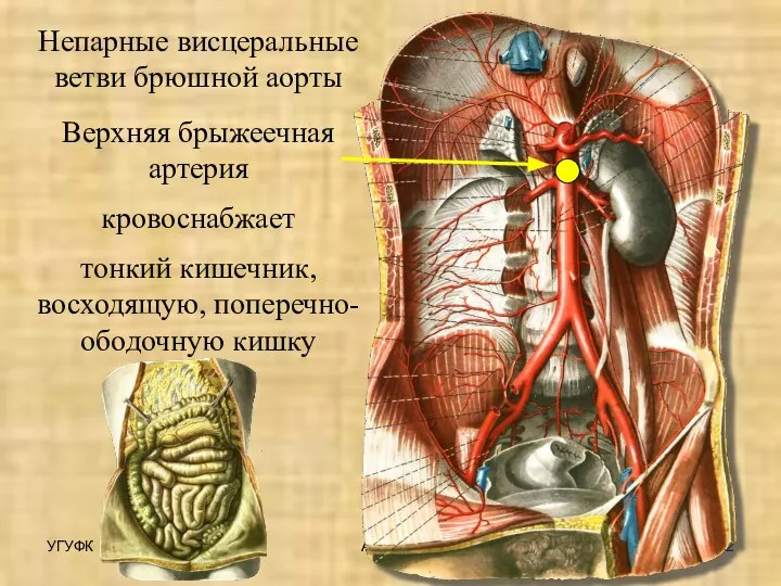 УГУФК Артерии Непарные висцеральные ветви брюшной аорты Верхняя брыжеечная артерия кровоснабжает тонкий кишечник, восходящую, поперечно-ободочную кишку