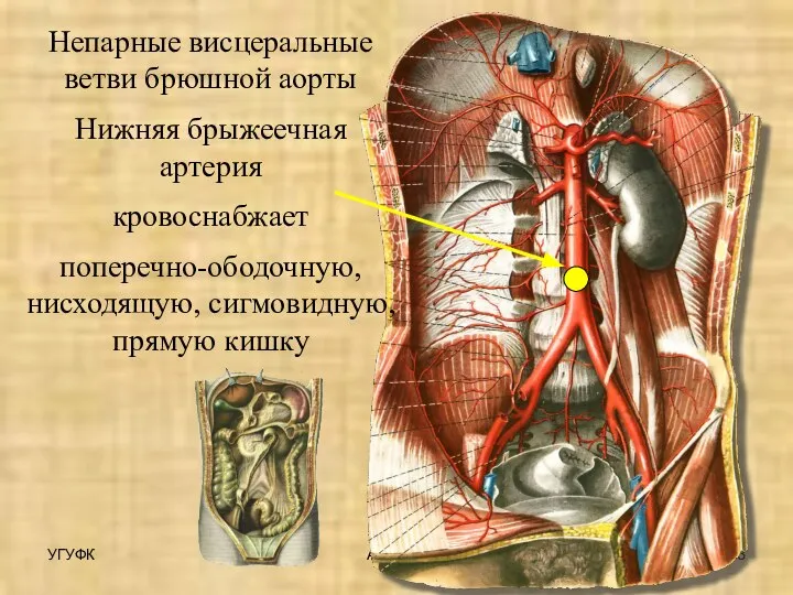 УГУФК Артерии Непарные висцеральные ветви брюшной аорты Нижняя брыжеечная артерия кровоснабжает поперечно-ободочную, нисходящую, сигмовидную, прямую кишку