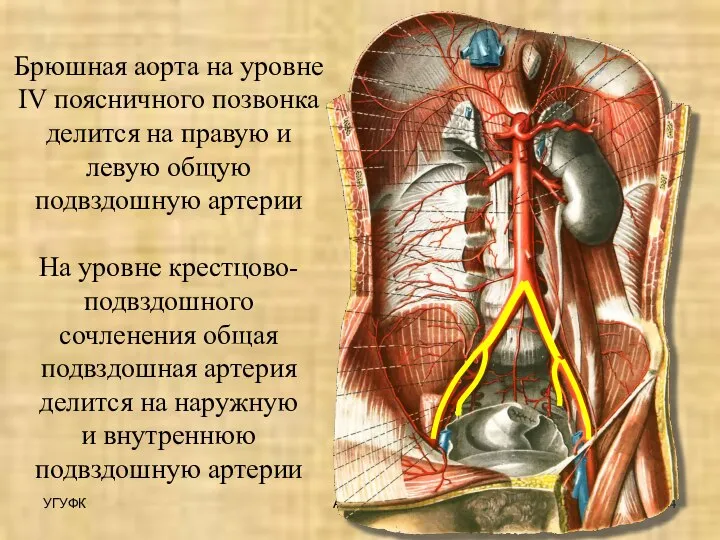 УГУФК Артерии Брюшная аорта на уровне IV поясничного позвонка делится на правую